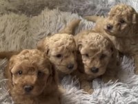 Toy Poodle Köpekler İçin Ulaşın