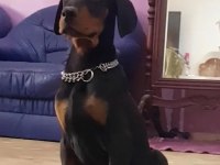 Avrupa doberman yavrularımız estetikli ve estetiksiz