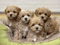 Irk Ve Sağlık Garantili Maltipoo Yavrularımız