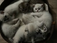 Harika british shorthair yavrularımız yeni yuvasını bekliyor