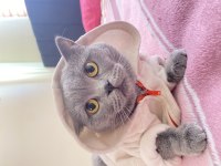 British shorthair 3 yaşında dişi