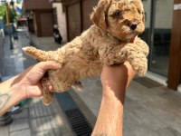 Toy Poodle Çocuklarım