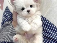 Maltese terrier