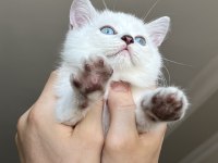 ERKEK VE DİŞİ Scottish straight shorthair MÜKEMMEL GEN!