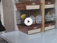 Maliuna kanarya takımları