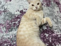 Prensimize yuva arıyoruz british shorthair
