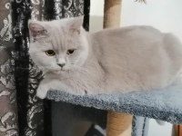Kedi sahiplendirme scottish fold