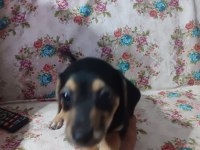 Mersin özel yavru köpekler