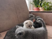 Top kafa üst sınıf british shorthair yavrular