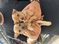 Tea Cup Pinscher Bebekler