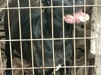 1 yaşında cane corso italyona köpeğimiz