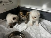 Rezerveye açık scottish fold yavrularımız