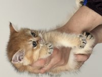 British shorthair golden yavru