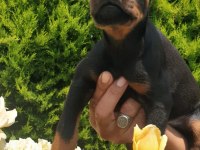 Sağlık ve ırk garantili doberman yavrularım