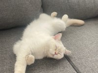 British longhair kedimiz için açıklamayı okuyunuz