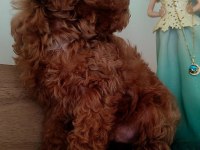 En Güzelinden Poodle Bebeklerimiz Hazır