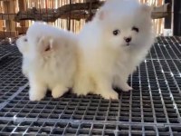 Pomeranian boo antaya pamuk şekerleri