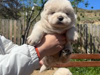 ÜST DÜZEY CHOW CHOW YAVRULARI