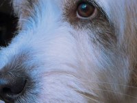 Tibetan terrier köpeğimiz