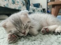 Scottish Fold Yaramazlar