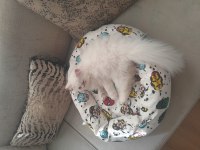 İran persian yavru erkek kedimiz 5 aylık