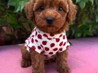 Toy Poodle Yavrularımız Mıkroçıpli Pasaportlu 
