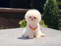KAR BEYAZ POMERANİAN