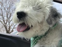 Ücretsiz sahiplendirilecektir terrier