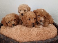 MALTİPOO YAVRU