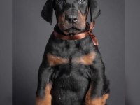 İyisi değil en iyisi doberman kapıda ödeme mevcuttur