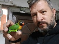 El Besleme Cennet Ve Sevda Papağanı Yavru