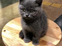 Sevimli British Shorthair