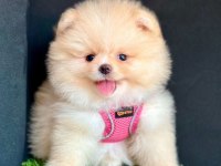 Sevimli Pomeranian Boo Yavrularımız