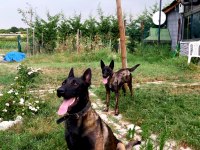 A+ Kalite Safkan Malinois Yavruları