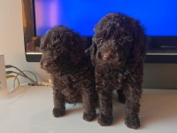 Toy poodle yavrular