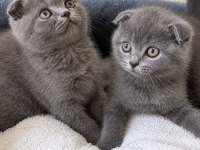 Scottish Fold Yavrular