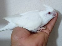 Lutino sultan papağanı yavruları