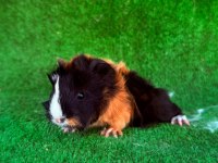 Rengarenk sevimli ginepigler