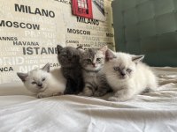 Kusursuz Karakterli Ayı Surat Kalite British Shorthair