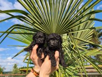 SİYAH (BLACK) POODLE YAVRULARIMIZ