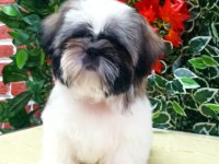 mini shih-tzu yavrularımız