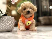 Tatlı mı tatlı maltipoo bebişler