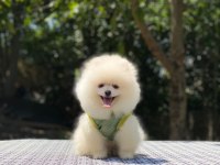 Evlerinize getirecek pomeranian boo yavrularımız hazır