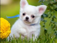 Longhair Wc Eğitimli Chihuahua