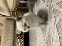 45 Günlük Erkek Yavru British Shorthair
