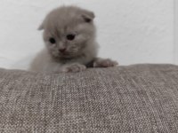 4 haftalık yavrularımısahiplendirmek istiyorum