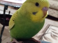 Kafesiyle Birlikte Muhabbet Kuşu
