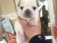 Exotic french bulldog