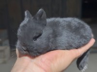Safkan cüce tavşanlar (Netherland dwarf)
