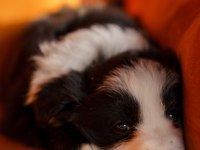 Border Collie Yavrular